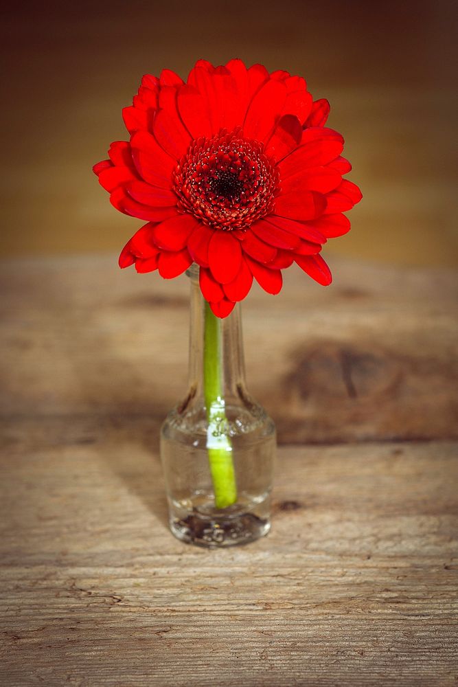 Red gerbera background. Free public domain CC0 image.