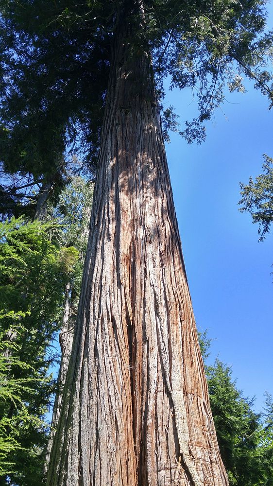 Aesthetic tree trunk background. Free public domain CC0 photo.