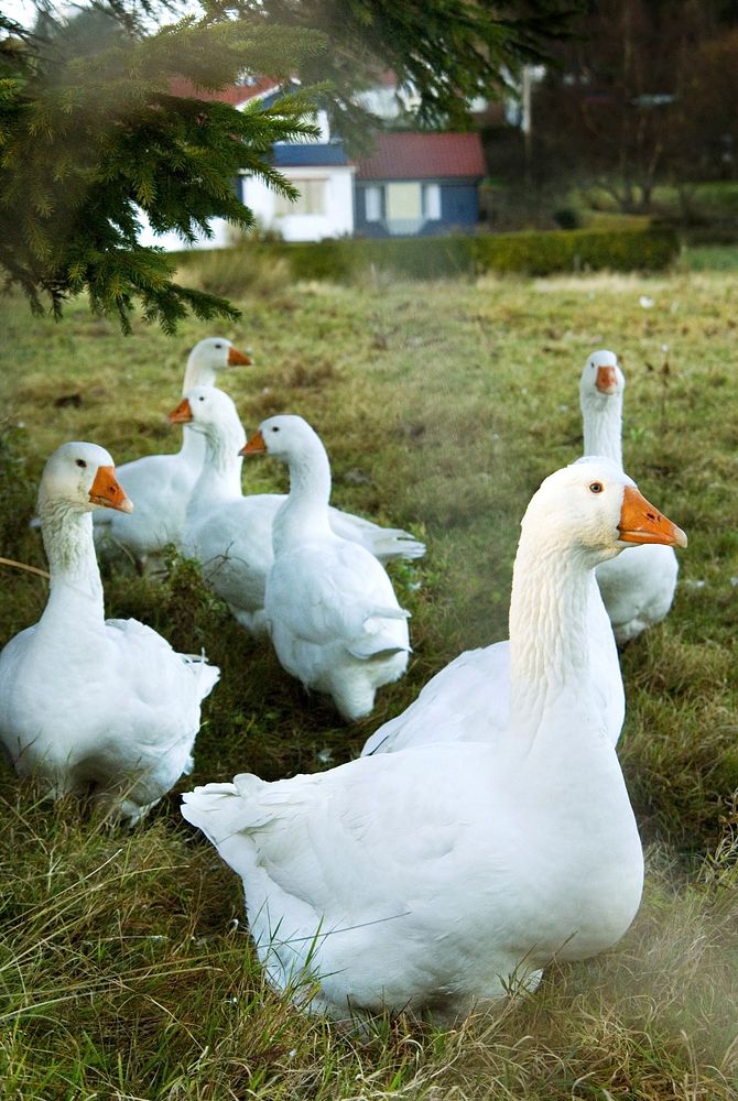 Group of white domestic goose. Free public domain CC0 image.