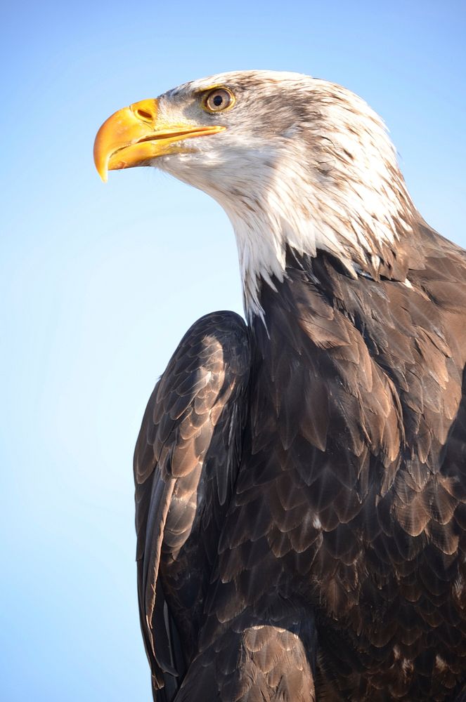 Bald eagle, bird photo. Free public domain CC0 image.