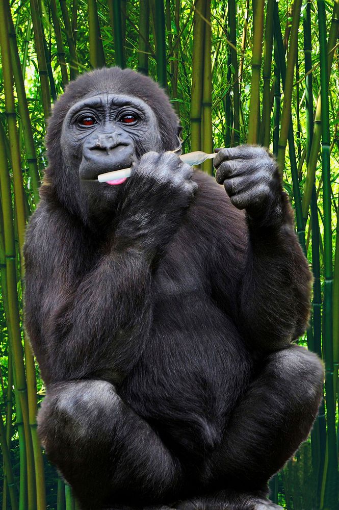 Gorilla. Free public domain CC0 image.