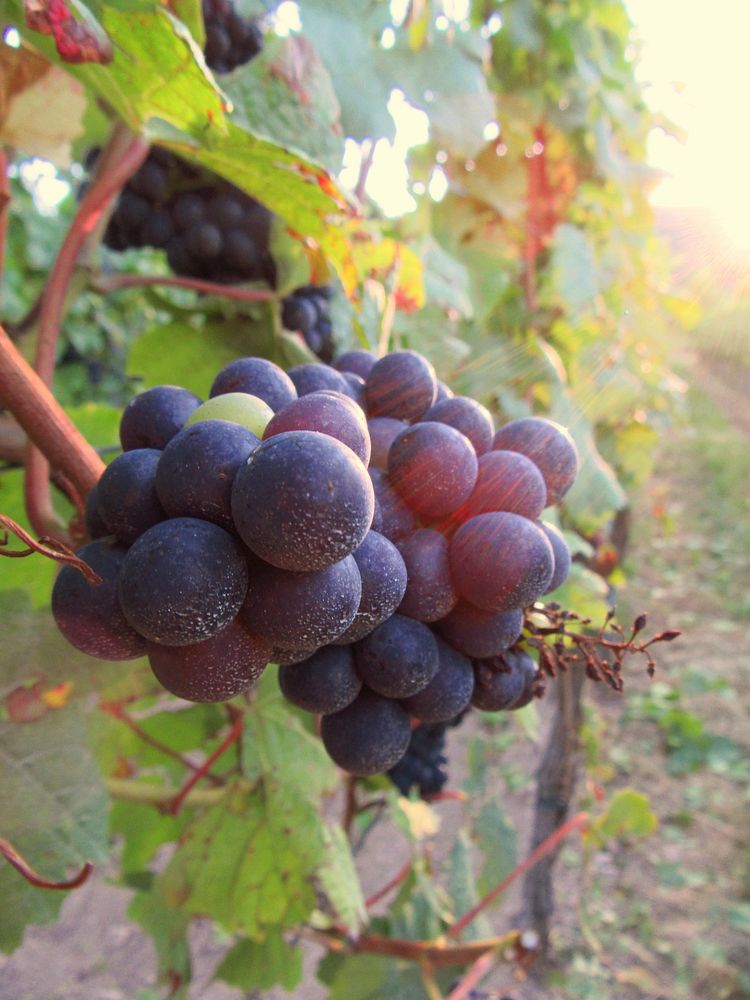 Closeup on red grape plant. Free public domain CC0 photo.