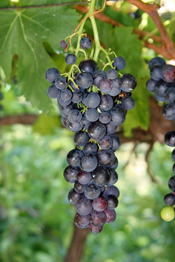 Closeup on red grape plant. Free public domain CC0 photo.