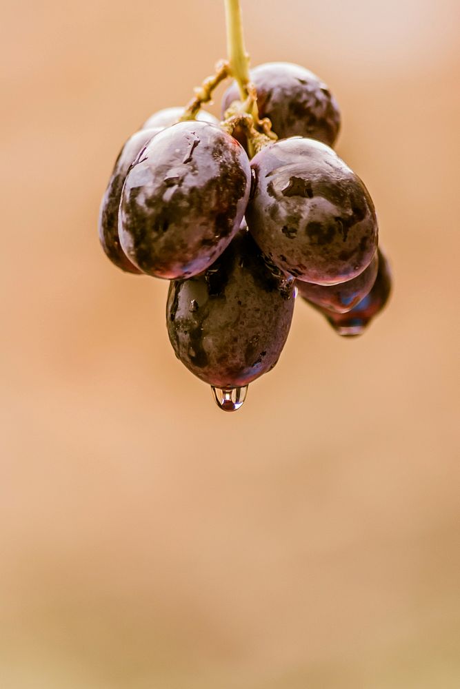 Closeup on red grape plant. Free public domain CC0 photo.