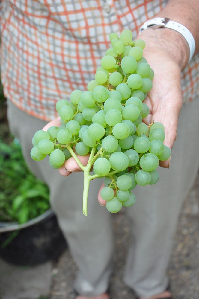 Person holding green grapes. Free public domain CC0 photo.