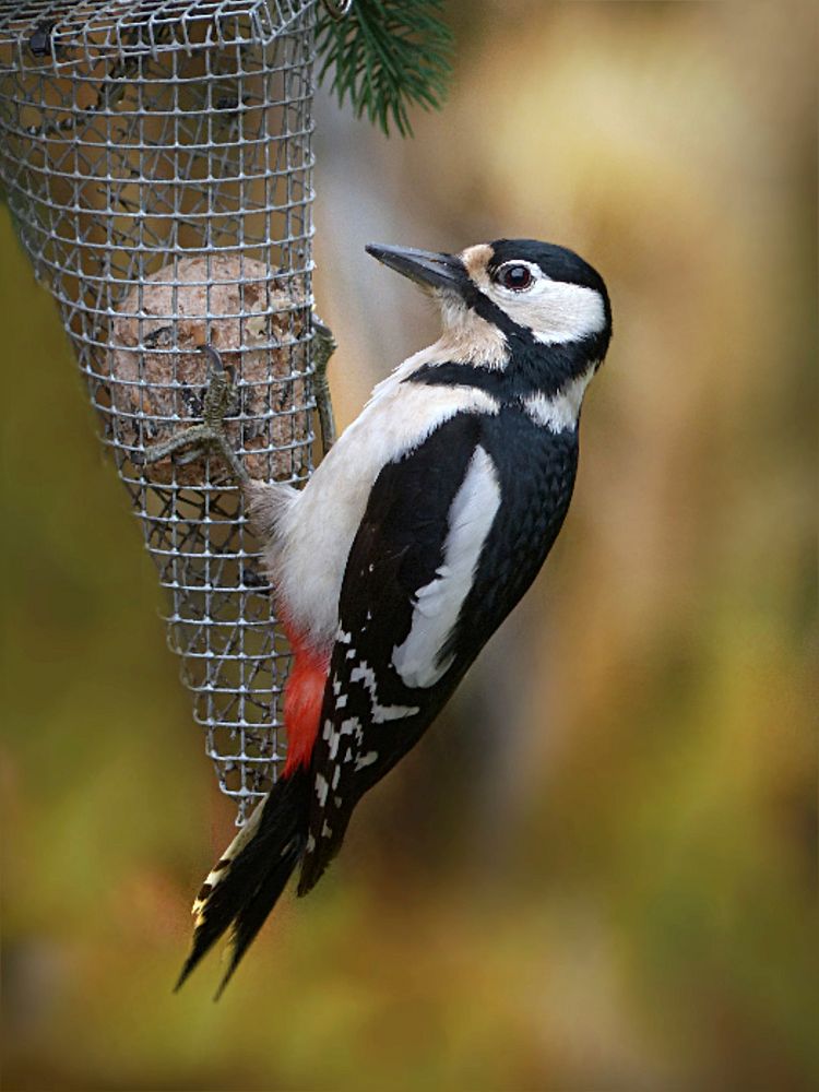 Great spotted woodpecker, bird photography. Free public domain CC0 image.