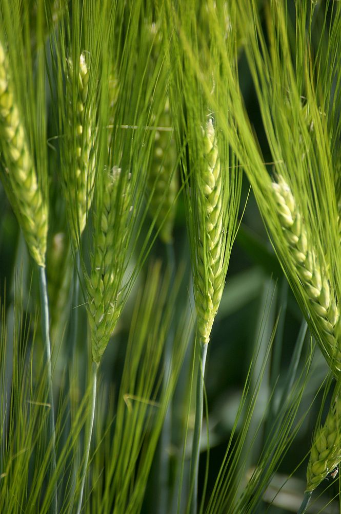 Barley field, agricultural farm. Free public domain CC0 photo.