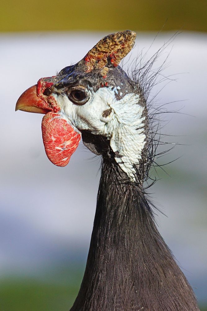 Guineafowl, bird photography. Free public domain CC0 image.