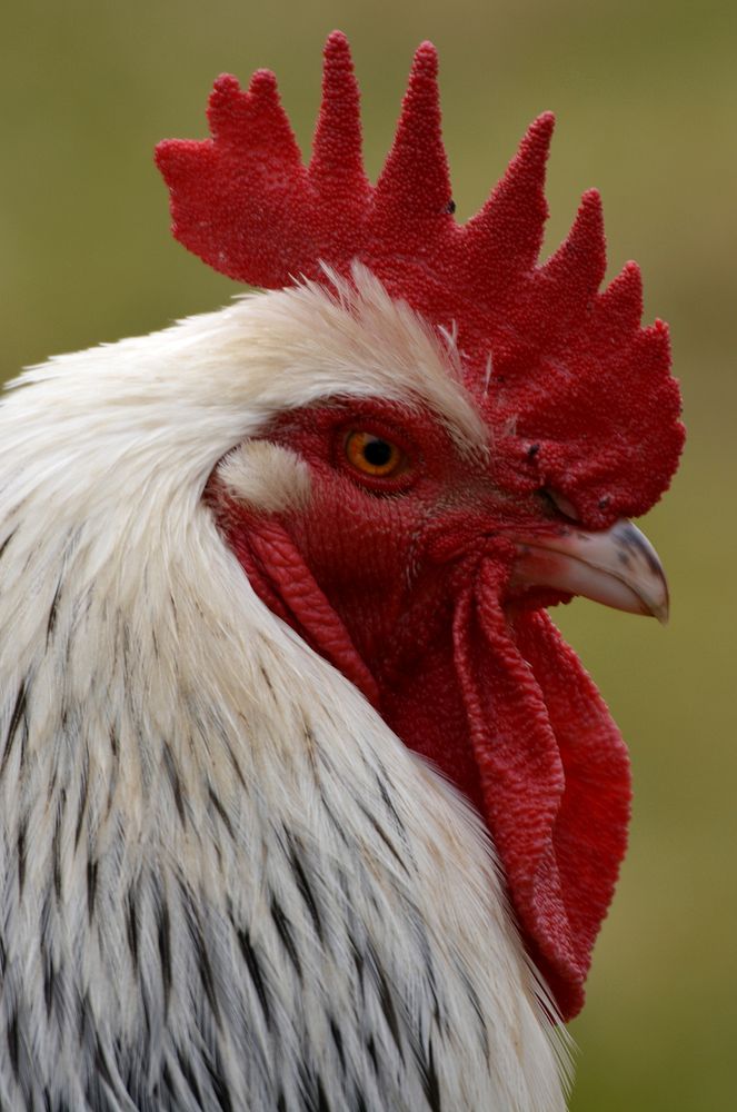 Rooster, poutry industry. Free public domain CC0 photo.