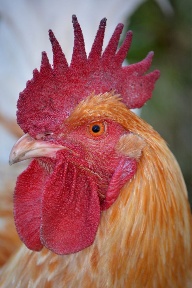 Rooster, poutry industry. Free public domain CC0 photo.