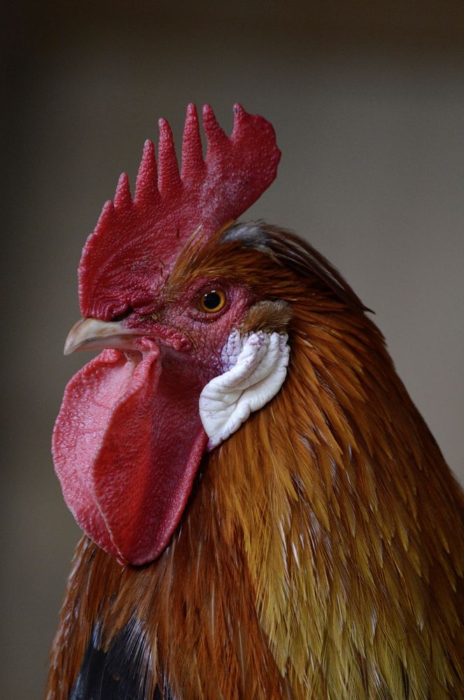 Rooster, poutry industry. Free public domain CC0 photo.