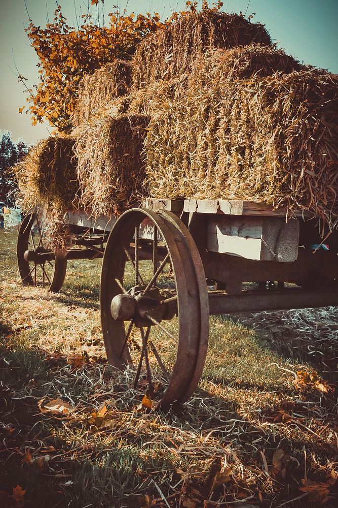 Wheelbarrow. Free public domain CC0 photo.