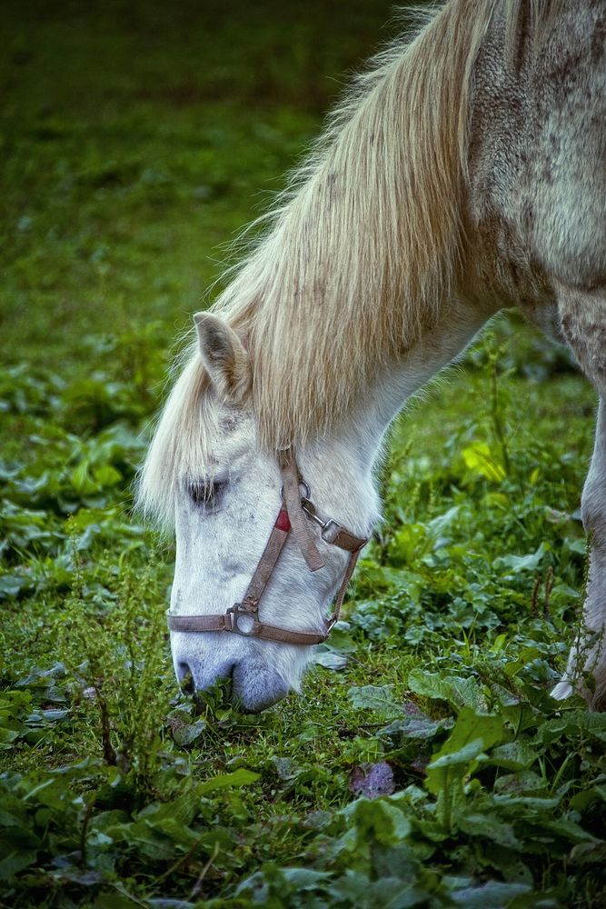 White pony, horse image. Free public domain CC0 photo.