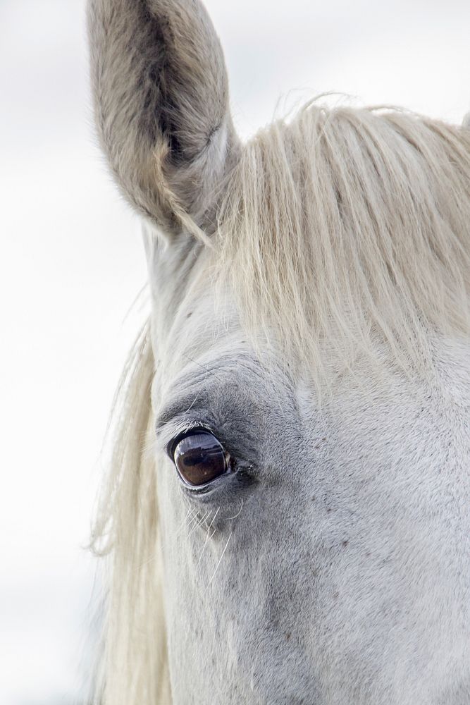 White horse background image. Free public domain CC0 photo.