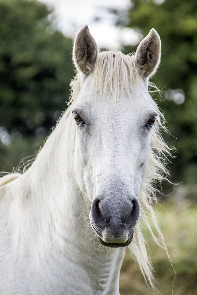White horse, animal image. Free public domain CC0 photo.