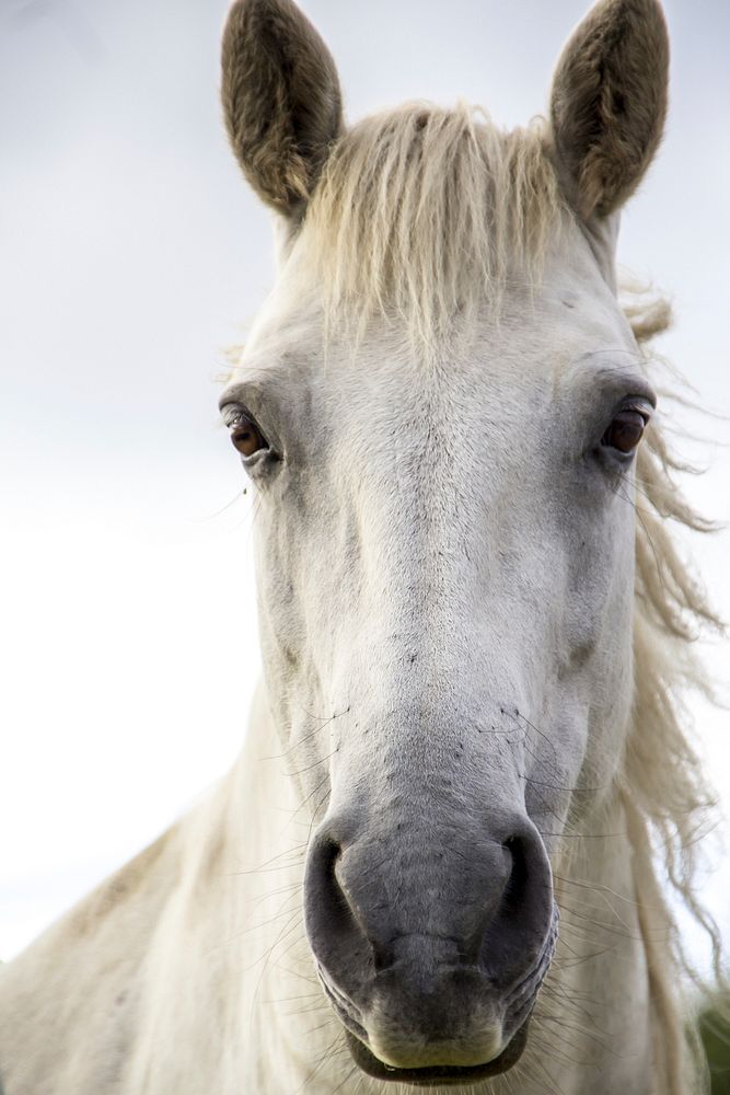 White horse, animal photography. Free public domain CC0 image.