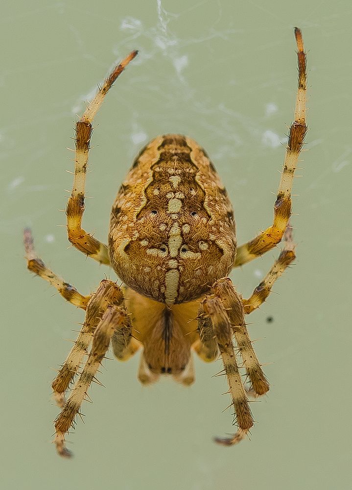 Spider, insect photo. Free public domain CC0 image.