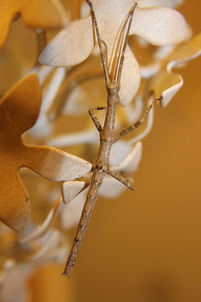 Walking stick insect. Free public domain CC0 image.