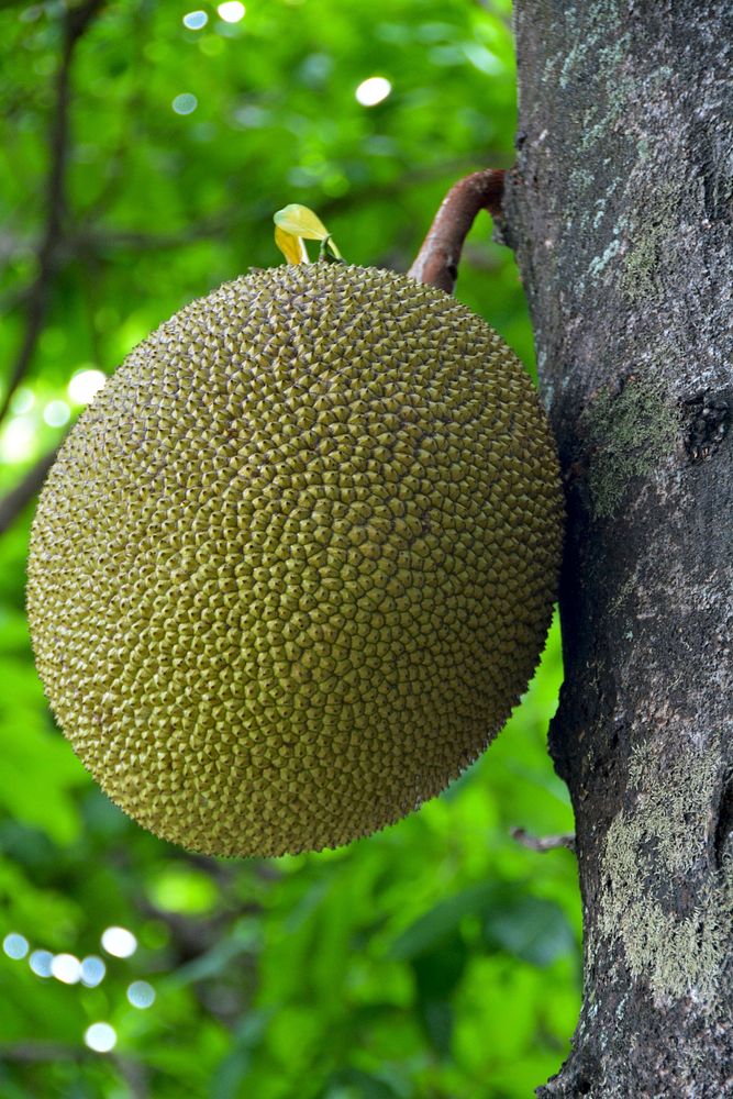 Fresh jackfruit growing on tree. Free public domain CC0 image. 