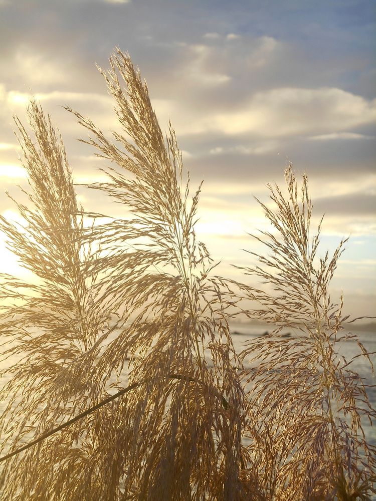 Beach grass, background photo. Free public domain CC0 image.