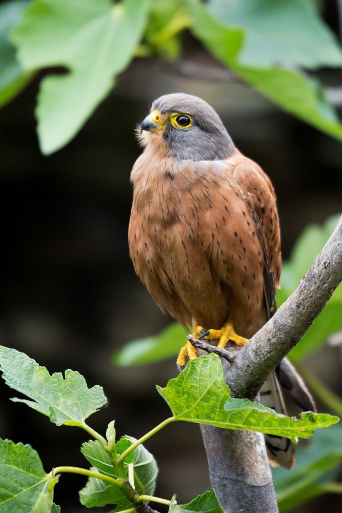 Rock Kestrel, animal photography. Free public domain CC0 image.