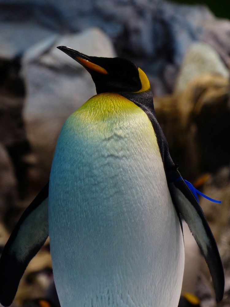 King penguin standing close up. Free public domain CC0 photo.