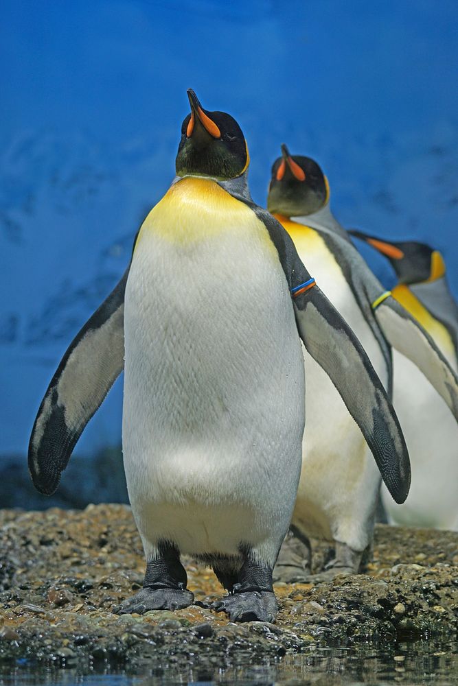 Group of king penguin walking. Free public domain CC0 photo.