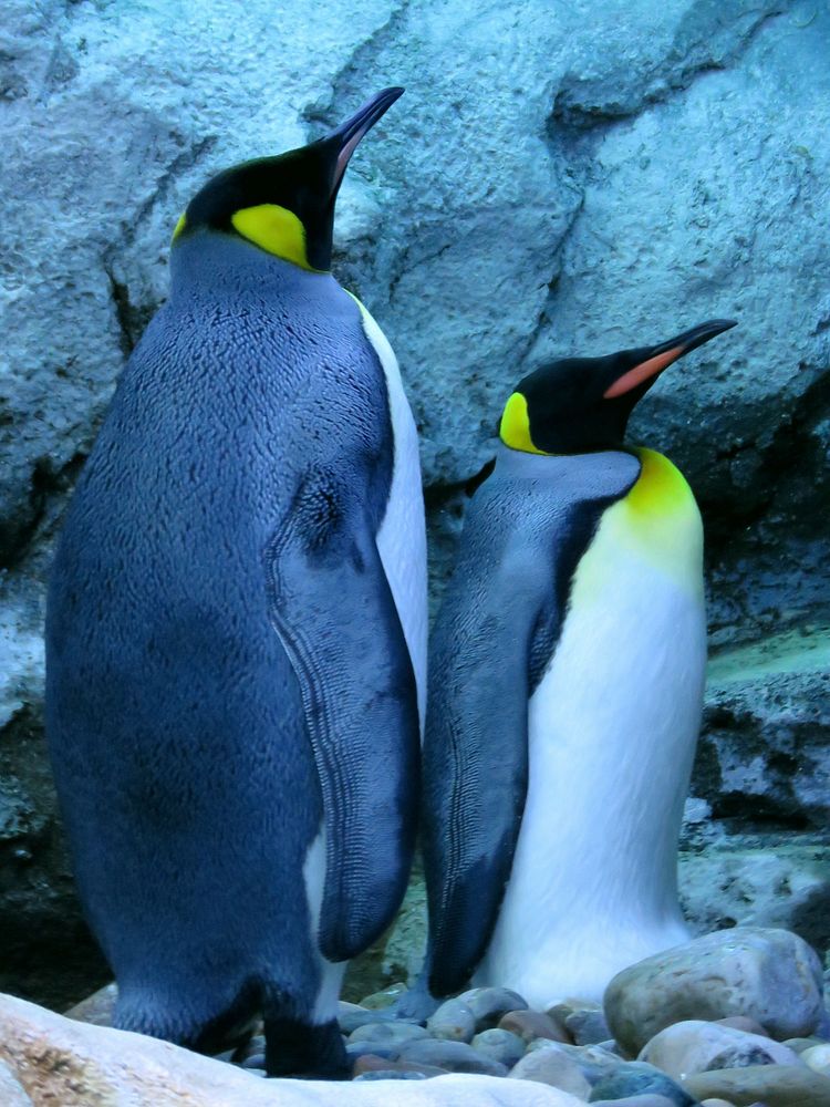 Three king penguins close up. Free public domain CC0 photo.