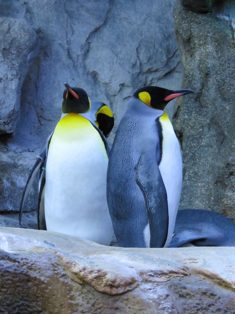 Three king penguins close up. Free public domain CC0 photo.
