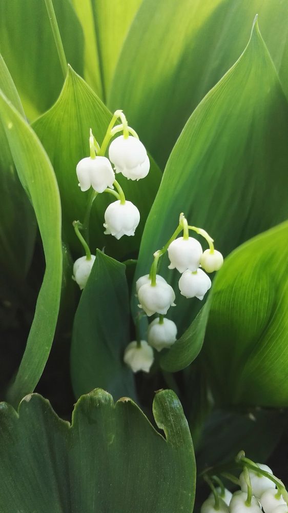 Lily of the valley phone wallpaper. Free public domain CC0 photo.