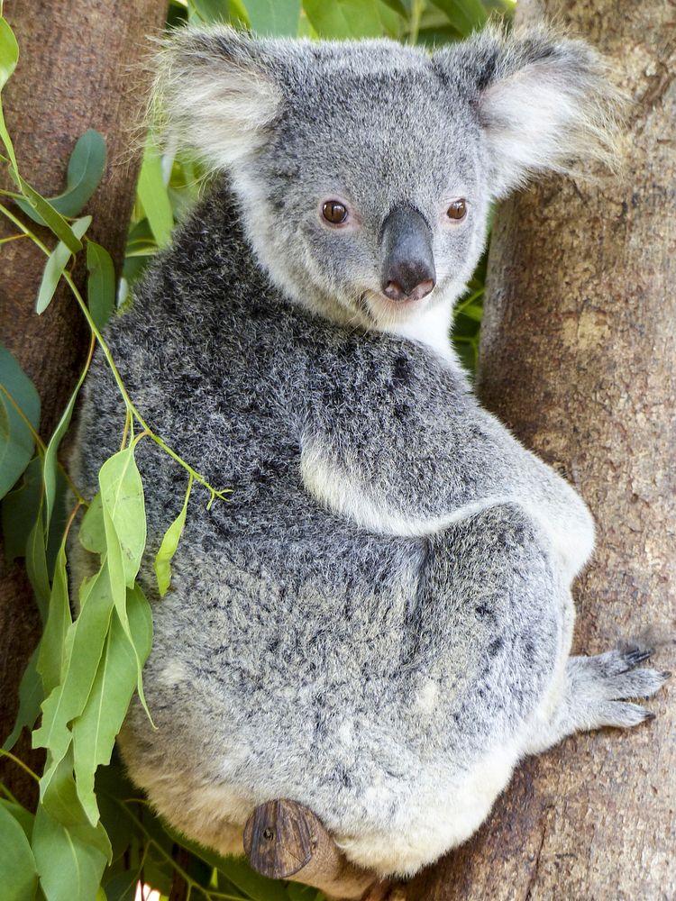 Cute koala bear, Australian animal. Free public domain CC0 photo.