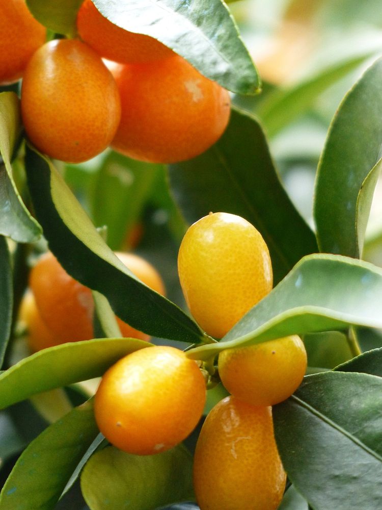 Kumquat fruit growing on tree. Free public domain CC0 image. 