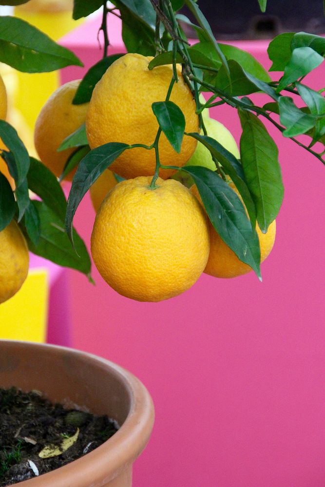 Yellow lemons growing on tree. Free public domain CC0 image. 