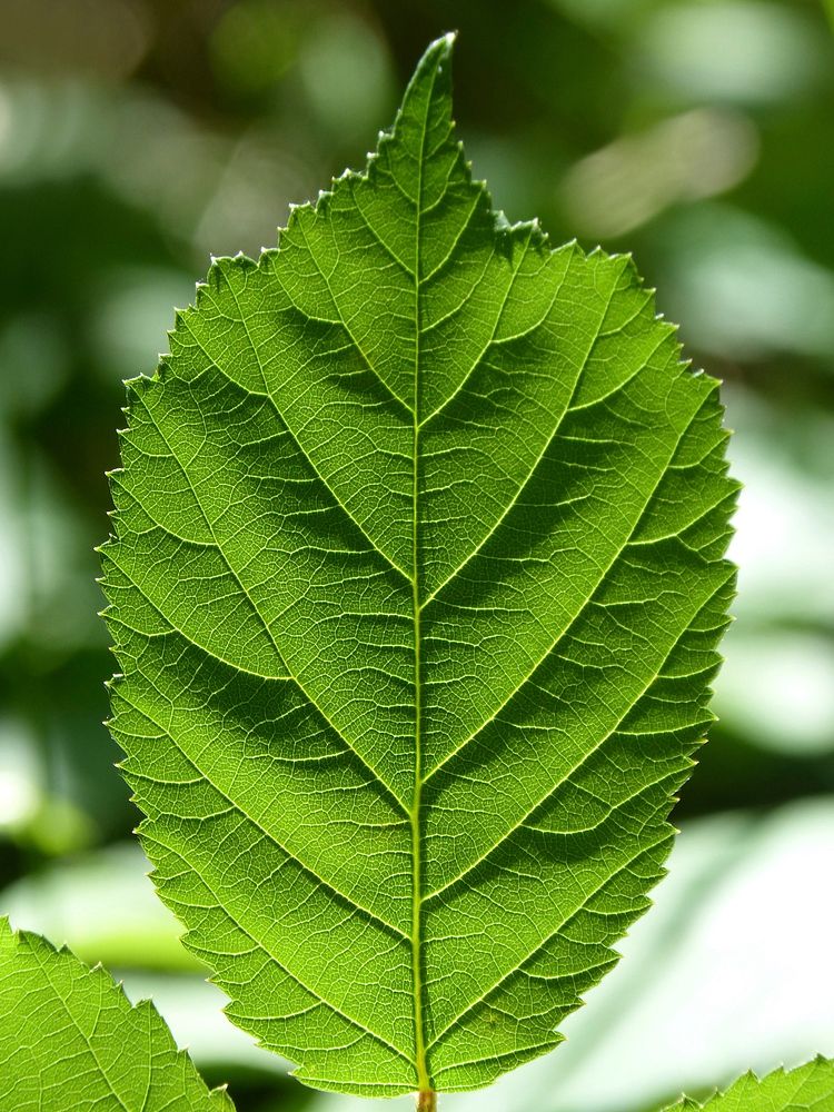 Green leaves. Free public domain CC0 image.