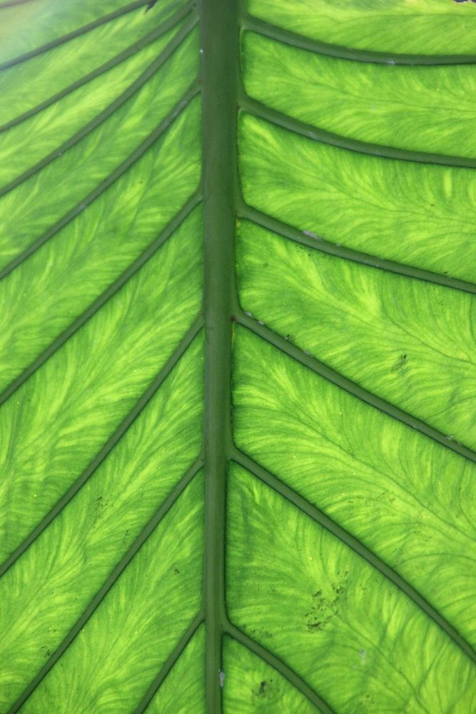 Green leaf macro photo. Free public domain CC0 image.