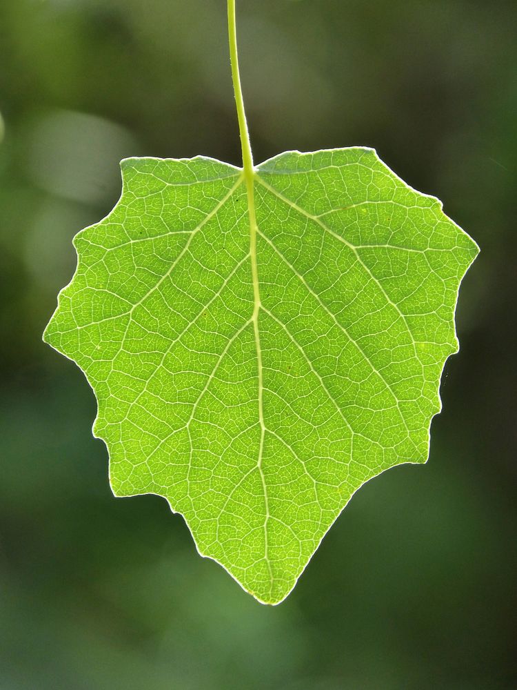 Green leaves. Free public domain CC0 image.