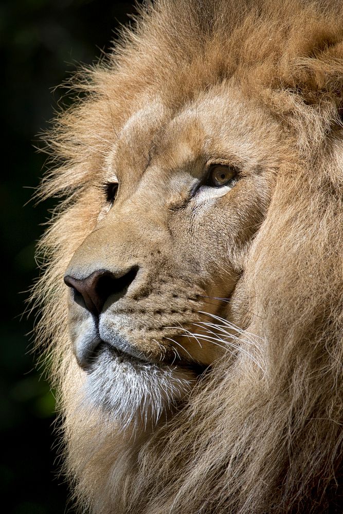 Lion face closeup. Free public domain CC0 image.