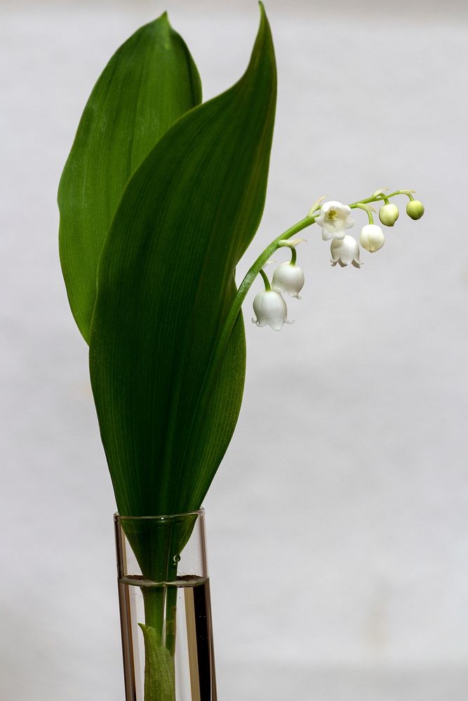 Lily of the valley background. Free public domain CC0 photo.