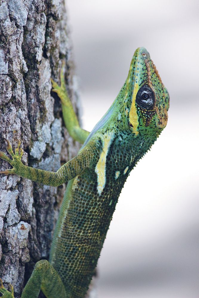 Green lizard. Free public domain CC0 image.