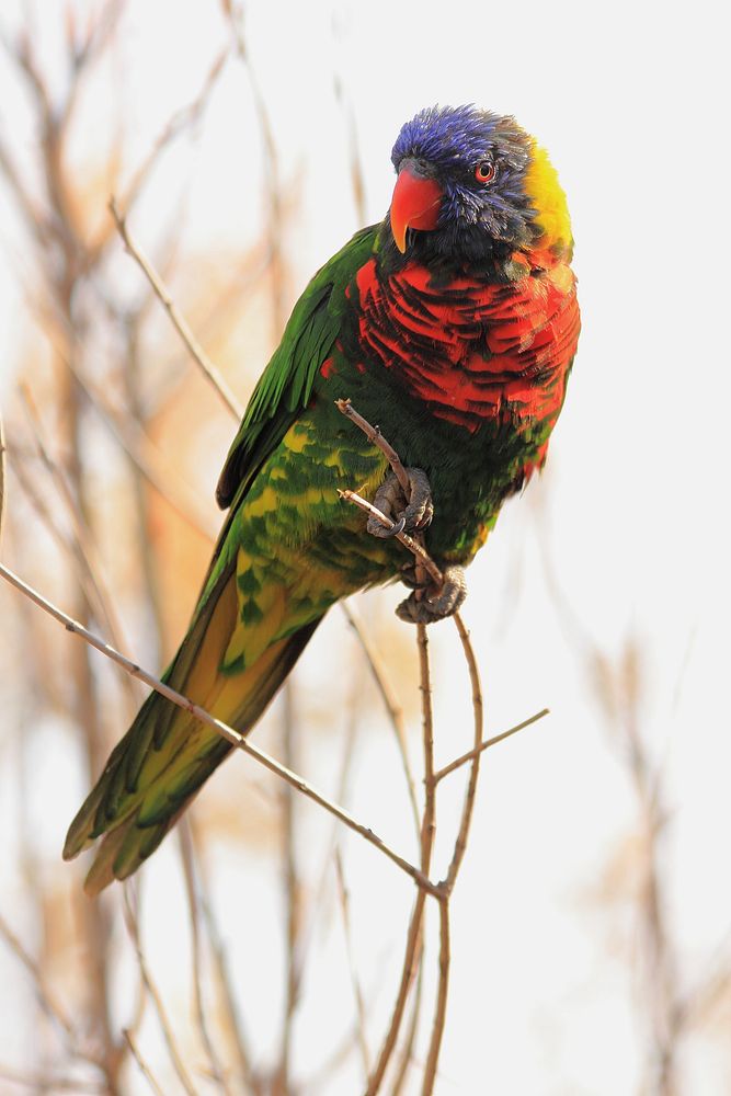 Loriini bird photo. Free public domain CC0 image.