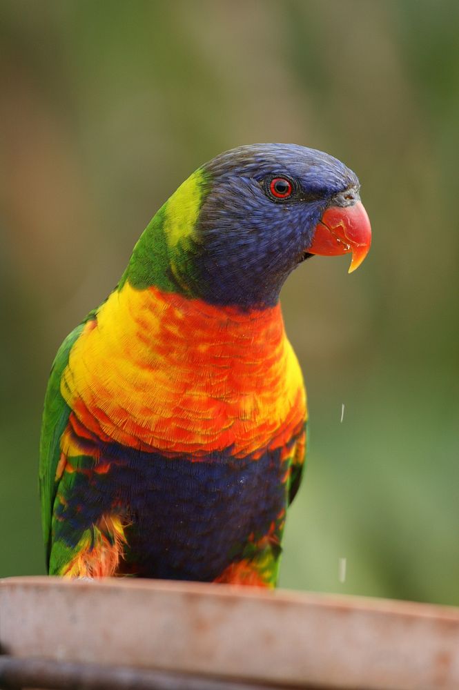 Rainbow Lorikeet bird, animal photography. Free public domain CC0 image.