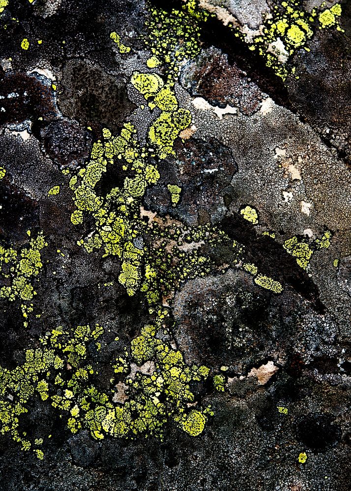 Lichen background. Free public domain CC0 image.