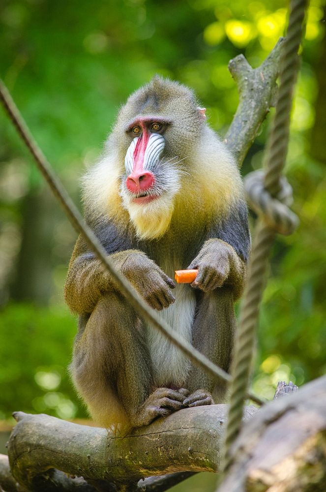 Mandrill photo. Free public domain CC0 image.