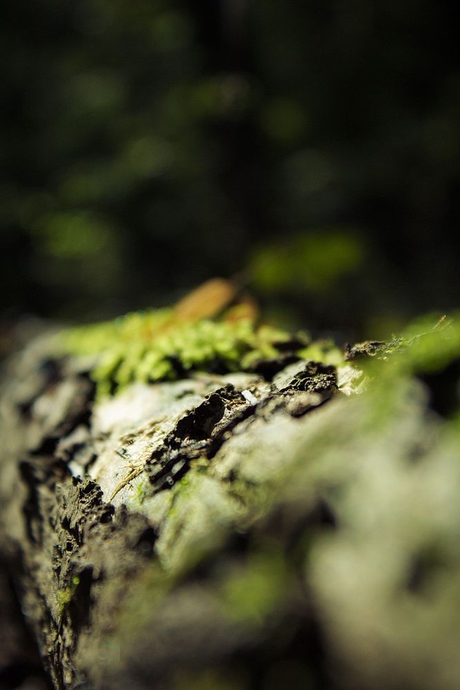Tree's mosses background. Free public domain CC0 photo.