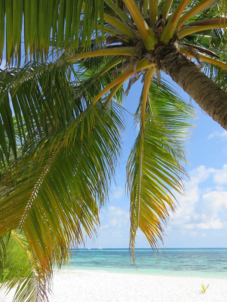 Palm trees in the beach. Free public domain CC0 image.