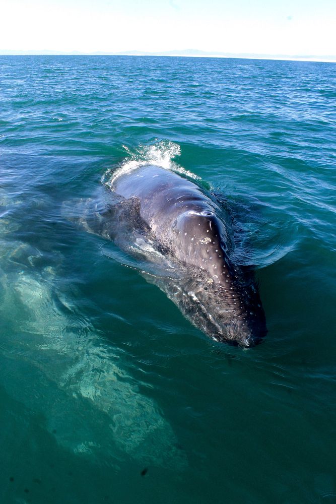 Gray whale underwater close up. Free public domain CC0 photo.