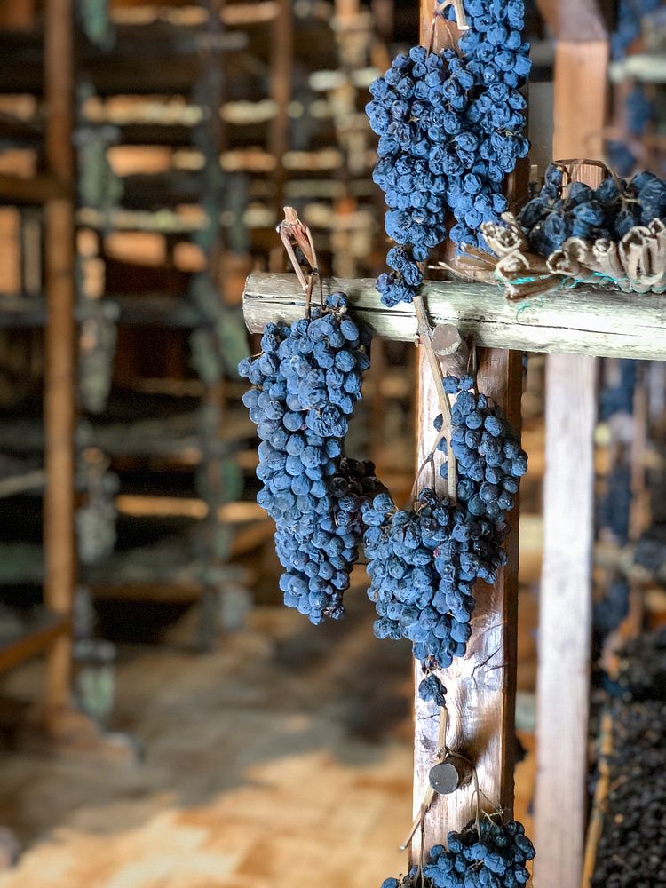 Close up of bunch of grapes drying at the winery