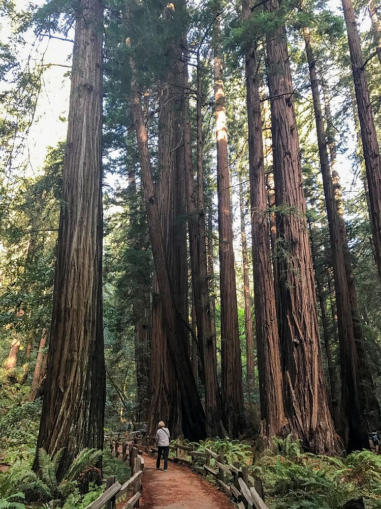 Rear view of unrecognizable person on the pathway surrounded by tall trees in the forest