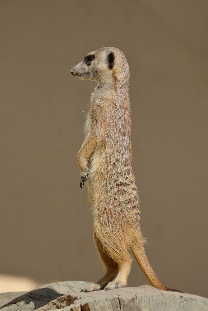 Meerkat standing, desert animal. Free public domain CC0 photo.