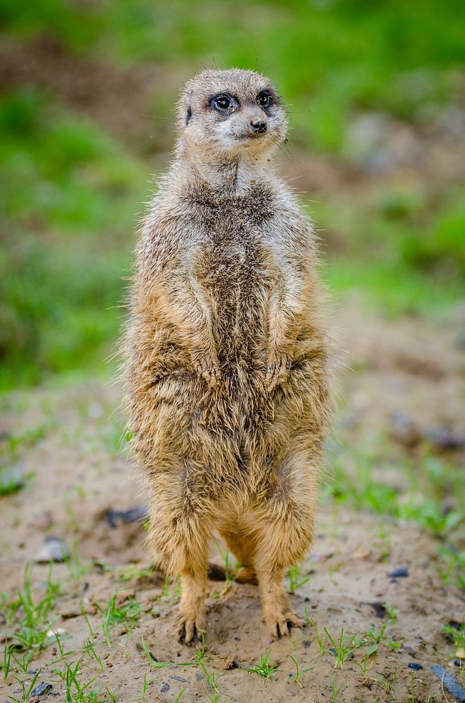 Meerkat standing, desert animal. Free public domain CC0 photo.